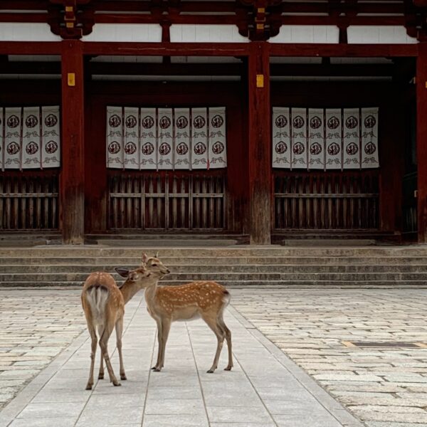 東大寺の思い出におすすめ。鹿のおみやげ雑貨・アクセサリーまとめ