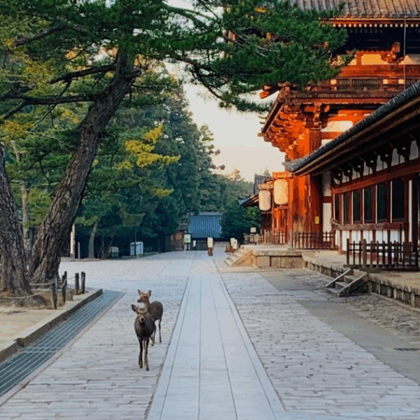 My Home, Nara – A Place of Peace and Beauty
